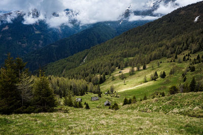 Scenic view of trees on field against sky