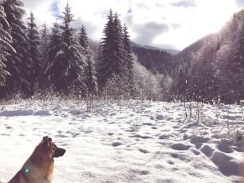 Dog on snow covered landscape