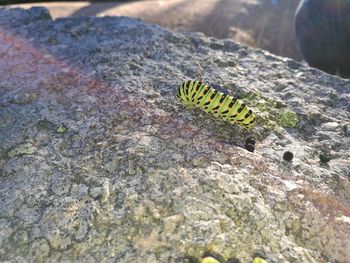 High angle view of caterpillar on rock