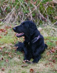 Black dog looking away on field