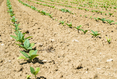 High angle view of plant growing on field