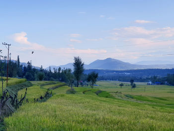 Scenic view of field against sky