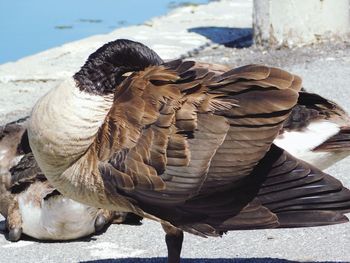 High angle view of bird on beach