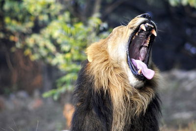 Close-up of an animal