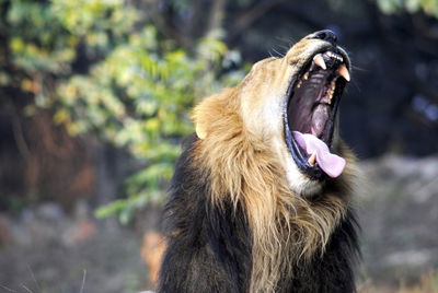 Close-up of lion yawing