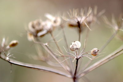 Close-up of insect on white flower