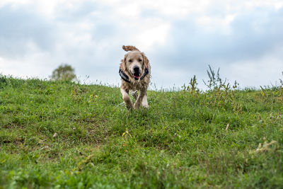 Dogs running on field