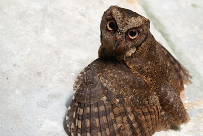 Close-up portrait of a bird