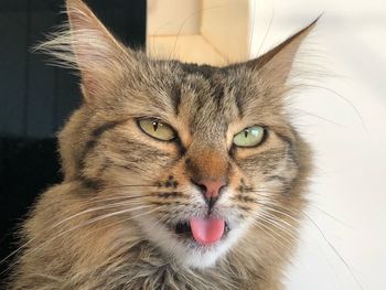 Close-up portrait of a cat