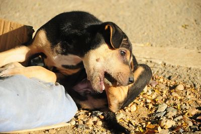 Close-up of a dog