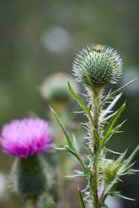 Close-up of thistle flower