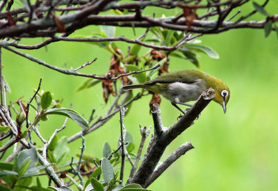 Bird perching on tree branch