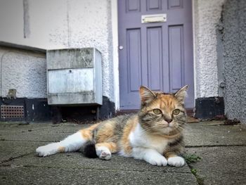Close-up portrait of cat relaxing outdoors