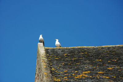 Low angle view of seagulls on house roof against clear blue sky