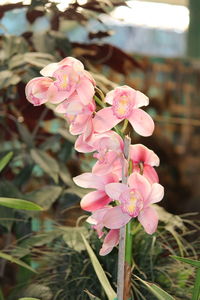 Close-up of pink flowers blooming outdoors