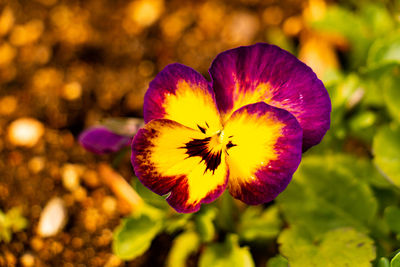 Close-up of purple flowering plant