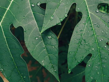 Close-up of raindrops on leaves