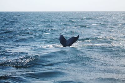 Whale swimming in sea against sky