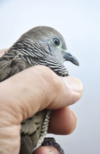 Close-up of hand holding bird