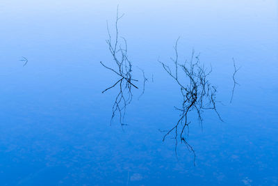 High angle view of plant floating on lake
