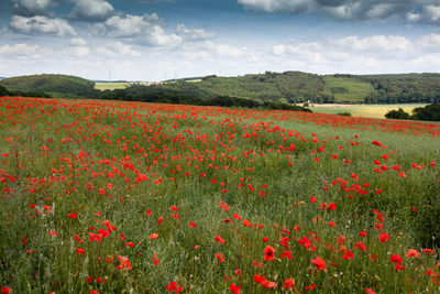 Red poppy flowers on field against sky