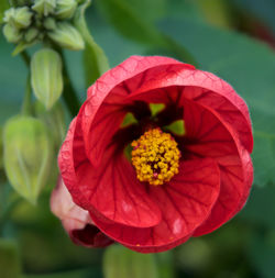 Close-up of red hibiscus blooming outdoors