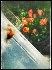 Close-up of red flowering plants