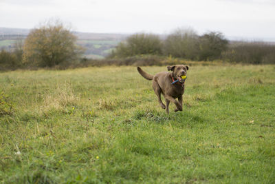 Dog on field running towards camera