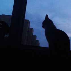 Low angle view of silhouette cat against sky