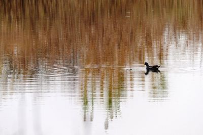 Bird on lake