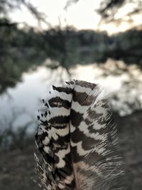 Close-up of leaf against sky