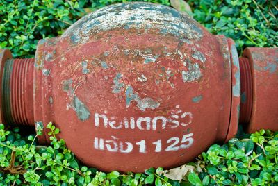 Close-up of warning sign on plant