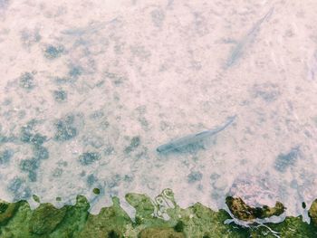 Rocks in sea