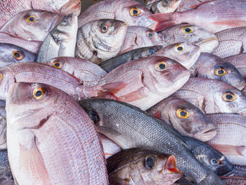 Close-up of fish for sale in market