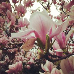 Close-up of pink flowers blooming outdoors