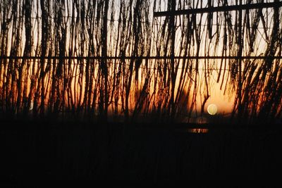 Silhouette of trees at sunset