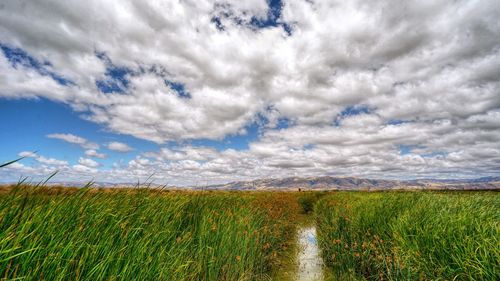 Scenic view of agricultural field against sky