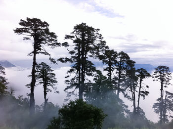 Low angle view of trees against sky