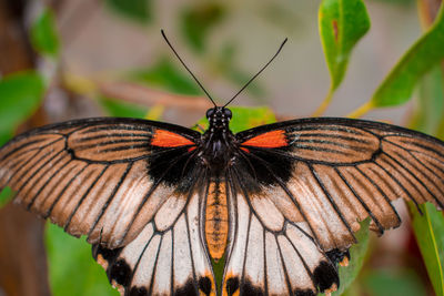 Close-up of butterfly on flower