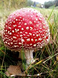 Close-up of mushroom growing on field