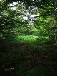 Scenic view of forest