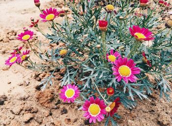 Close-up of pink flowers blooming outdoors