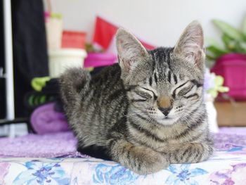 Close-up of cat resting on bed at home