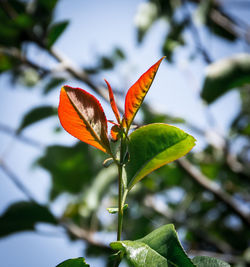 Close-up of orange butterfly on leaf