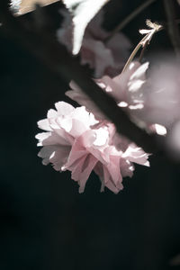 Close-up of flower tree