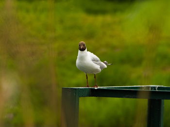 Bird perching on wooden post