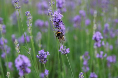 Close-up of bumblebee pollinating on purple flower