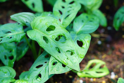 Close-up of wet plant