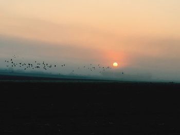 Silhouette of birds flying over sea