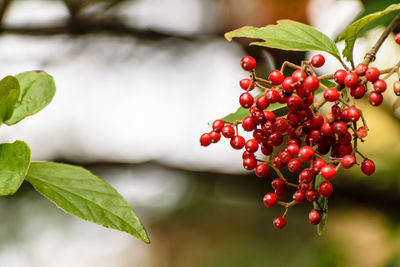 Close-up of red berries on tree